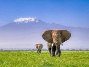 Why Professional Tour Guides Are The Backbone of Tanzania’s Tourism Industry